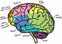 coloured-brain-image