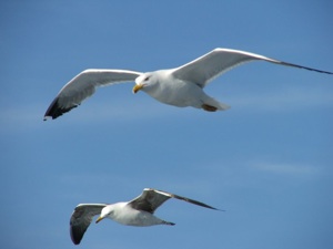 seagulls-small They can because they think they can. Virgil